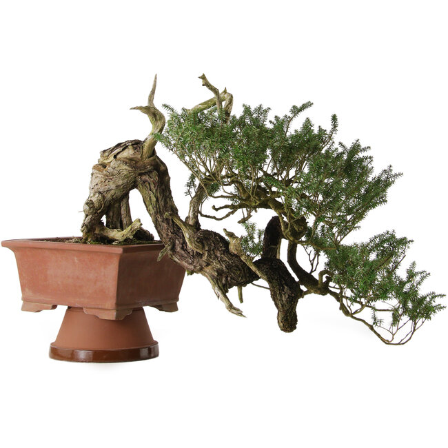 Tsuga sieboldii, 36 cm, ± 90 jaar oud