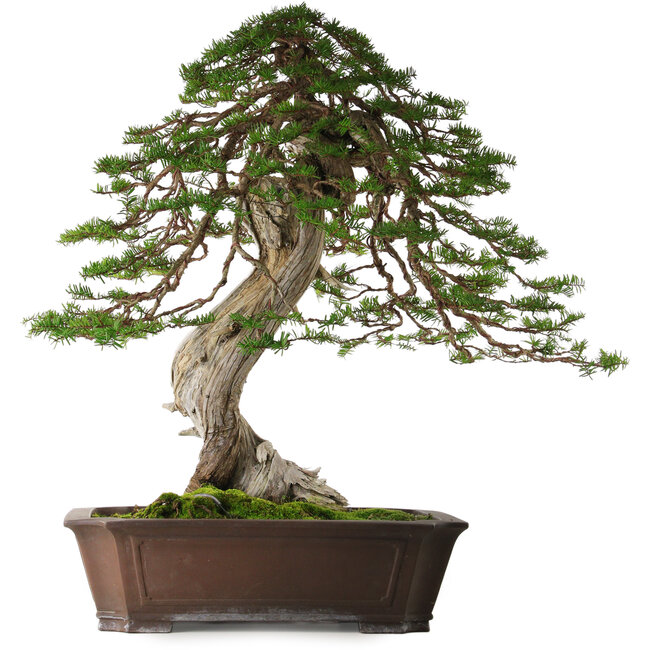 Taxus cuspidata, 80 cm, environ 100 ans, avec un nebari de 30 cm, provenant du jardin de Shinji Suzuki.