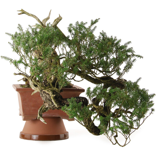 Tsuga sieboldii, 36 cm, ± 90 years old