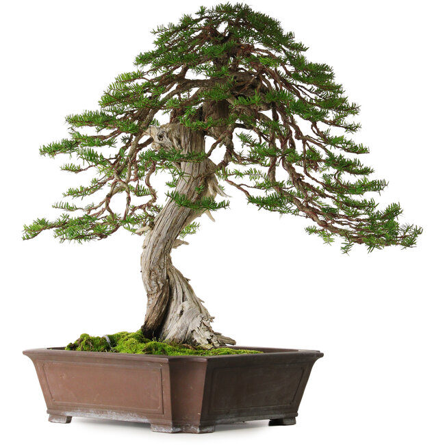 Taxus cuspidata, 80 cm, ca. 100 Jahre alt, mit einem Wurzelhals von 30 cm, aus dem Garten von Shinji Suzuki