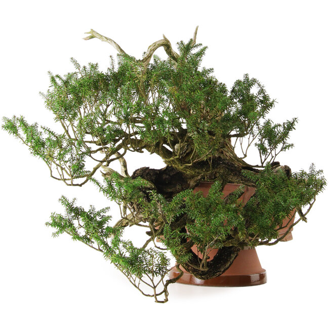 Tsuga sieboldii, 36 cm, ± 90 years old