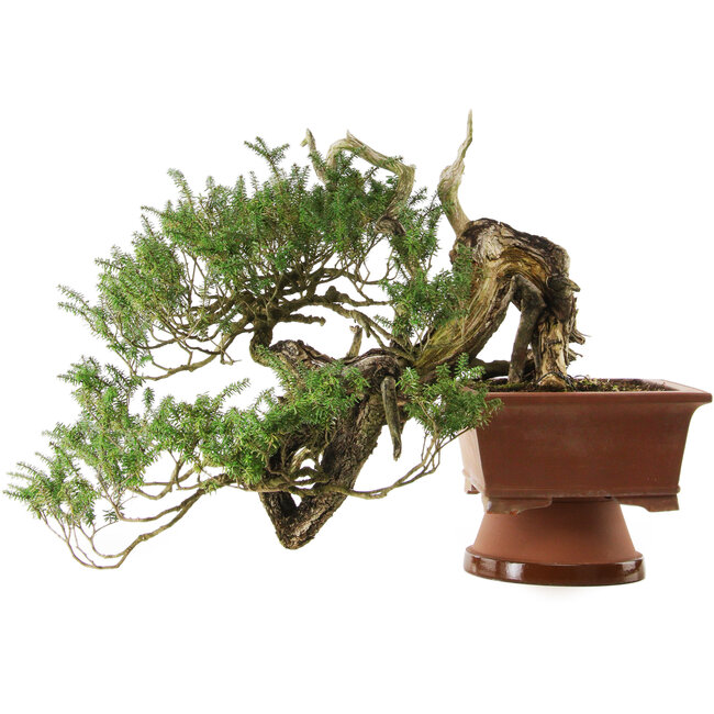 Tsuga sieboldii, 36 cm, ± 90 jaar oud