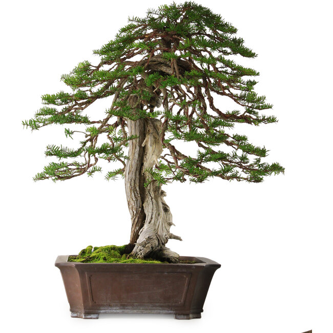 Taxus cuspidata, 80 cm, ca. 100 Jahre alt, mit einem Wurzelhals von 30 cm, aus dem Garten von Shinji Suzuki