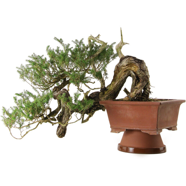 Tsuga sieboldii, 36 cm, ± 90 anni