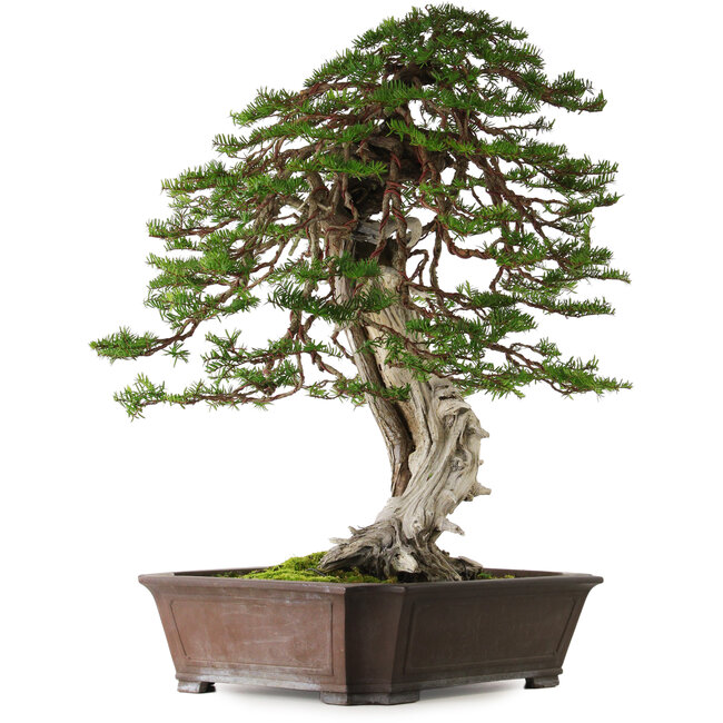 Taxus cuspidata, 80 cm, ± 100 jaar oud, met een nebari van 30 cm, uit de tuin van Shinji Suzuki.