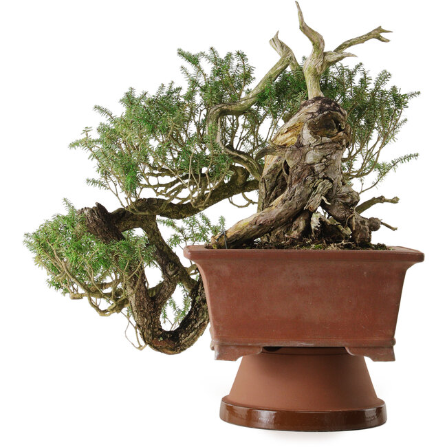 Tsuga sieboldii, 36 cm, ± 90 Jahre alt