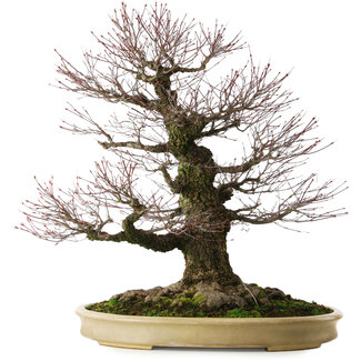 Acer palmatum Arakawa, 70 cm, ± 50 jaar oud