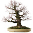 Acer palmatum Arakawa, 70 cm, ± 50 jaar oud, met een nebari van 43 cm