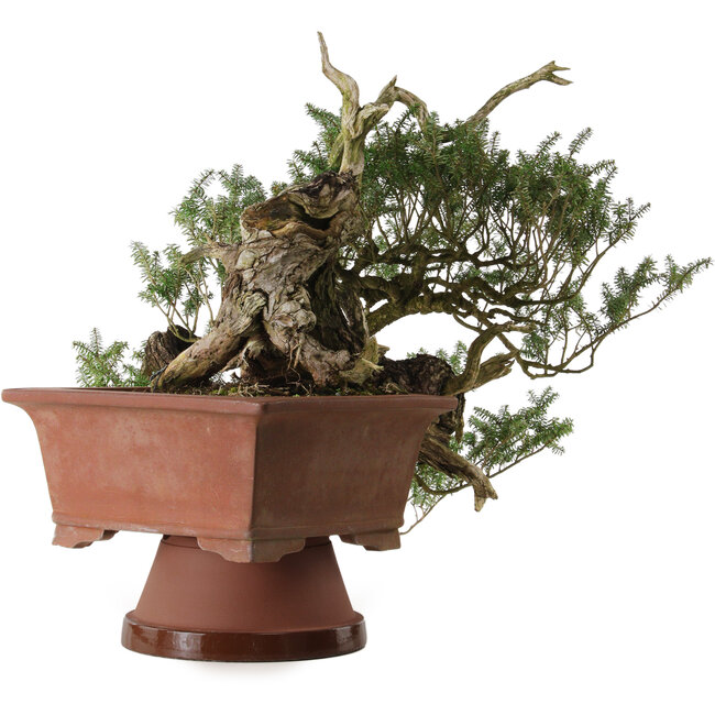 Tsuga sieboldii, 36 cm, ± 90 years old