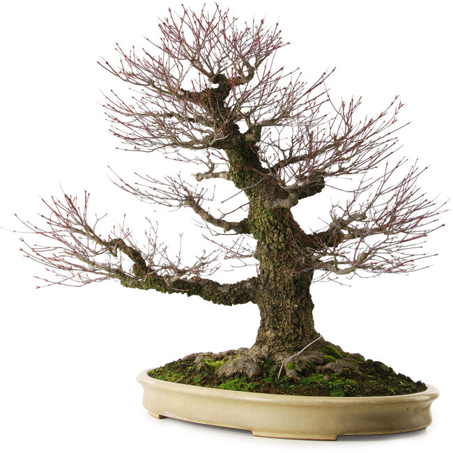 Acer palmatum Arakawa, 70 cm, ca. 50 Jahre alt, mit einem Wurzelhals von 43 cm