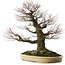 Acer palmatum Arakawa, 70 cm, ± 50 jaar oud, met een nebari van 43 cm
