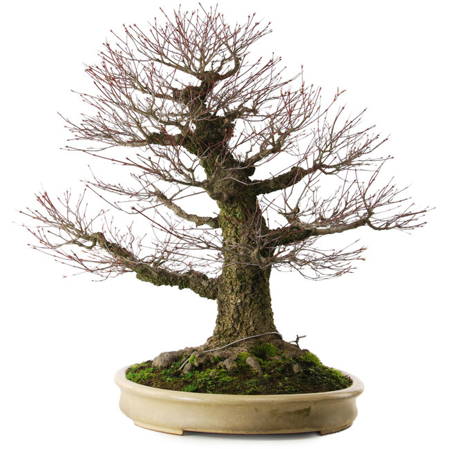 Acer palmatum Arakawa, 70 cm, ca. 50 Jahre alt, mit einem Wurzelhals von 43 cm