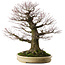 Acer palmatum Arakawa, 70 cm, ± 50 ans, avec un nebari de 43 cm