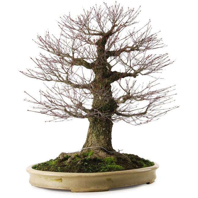 Acer palmatum Arakawa, 70 cm, ± 50 years old, with a nebari of 43 cm