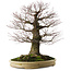 Acer palmatum Arakawa, 70 cm, ± 50 jaar oud, met een nebari van 43 cm