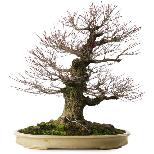 Acer palmatum Arakawa, 70 cm, ± 50 jaar oud, met een nebari van 43 cm