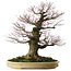 Acer palmatum Arakawa, 70 cm, ± 50 jaar oud, met een nebari van 43 cm