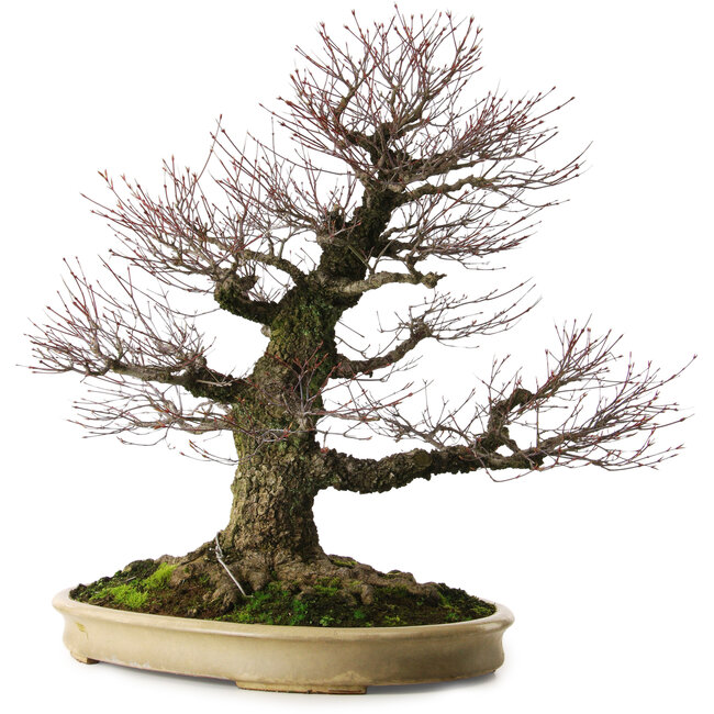 Acer palmatum Arakawa, 70 cm, ca. 50 Jahre alt, mit einem Wurzelhals von 43 cm