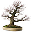 Acer palmatum Arakawa, 70 cm, ± 50 jaar oud, met een nebari van 43 cm