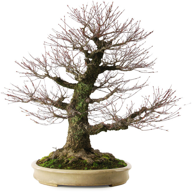 Acer palmatum Arakawa, 70 cm, ± 50 ans, avec un nebari de 43 cm