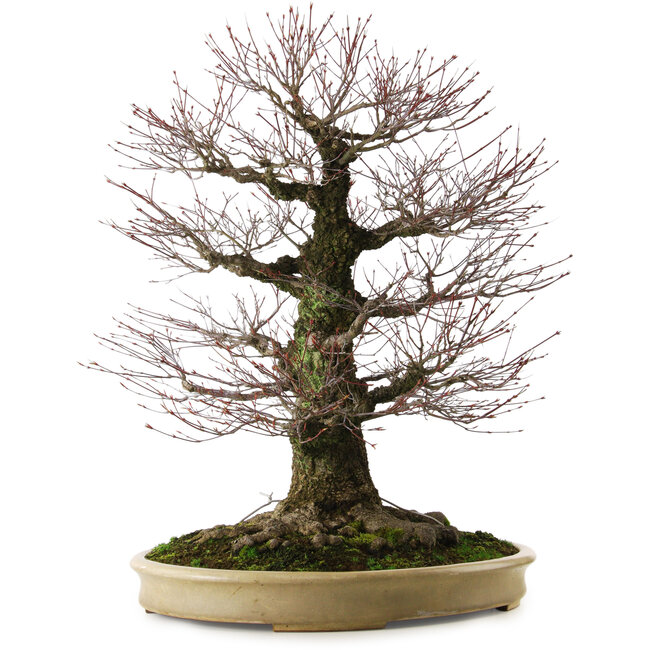 Acer palmatum Arakawa, 70 cm, ± 50 años, con un nebari de 43 cm.