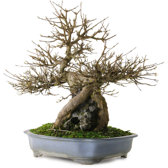 Acer buergerianum, 48 cm, ± 25 ans