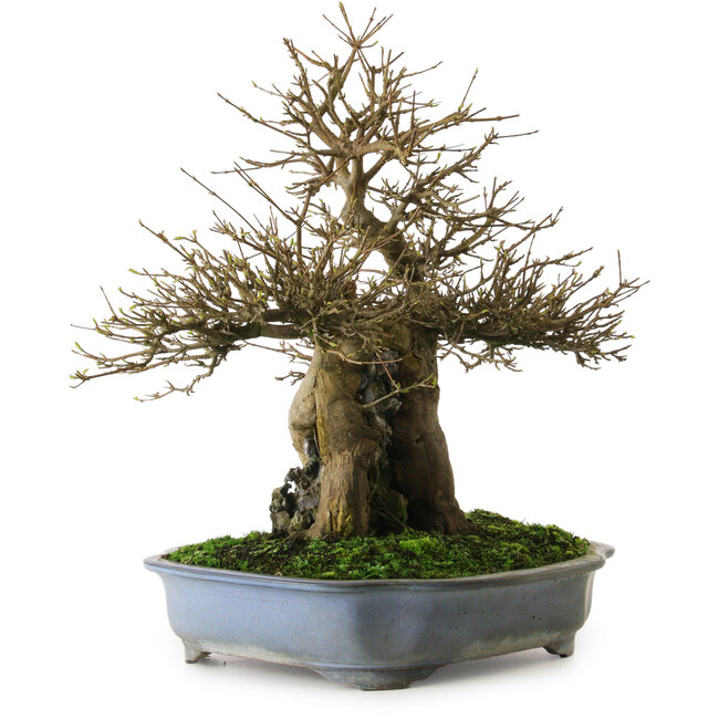 Acer buergerianum, 48 cm, ± 25 ans