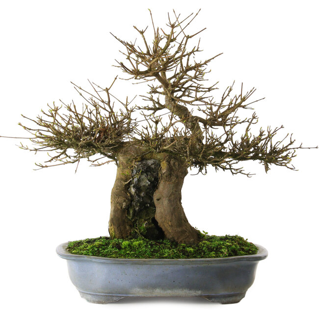 Acer buergerianum, 48 cm, ± 25 ans