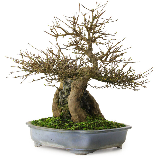 Acer buergerianum, 48 cm, ± 25 jaar oud