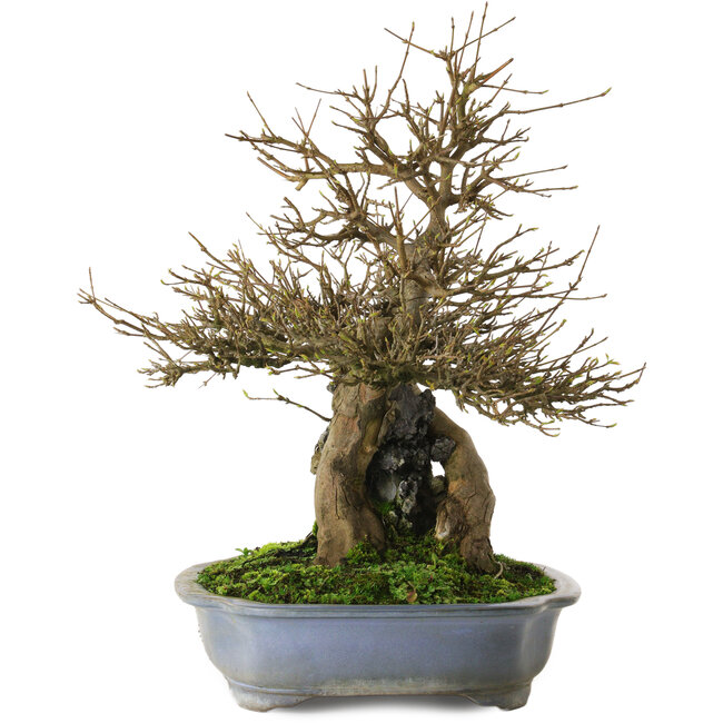 Acer buergerianum, 48 cm, ± 25 Jahre alt