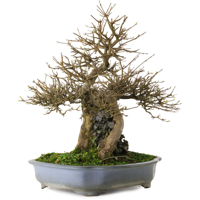 Acer buergerianum, 48 cm, ± 25 Jahre alt