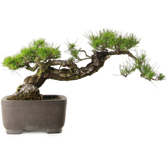 Pinus thunbergii, 75 cm, ± 40 años de edad