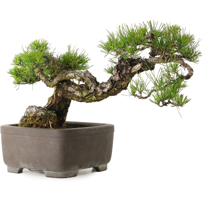 Pinus thunbergii, 75 cm, ± 40 ans, avec un nebari de 13 cm