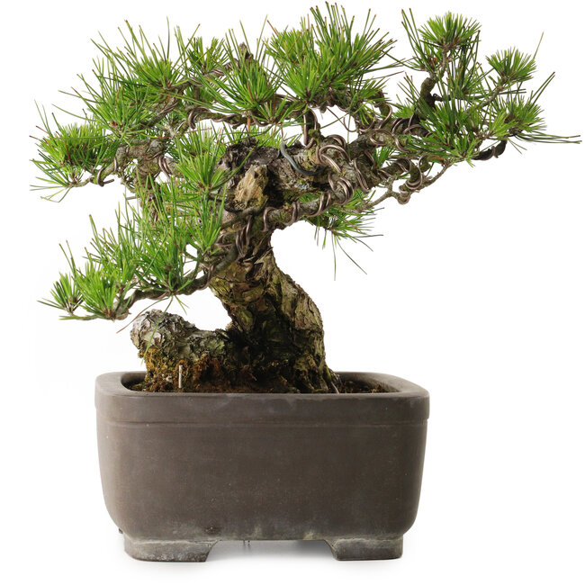 Pinus thunbergii, 75 cm, ± 40 ans, avec un nebari de 13 cm