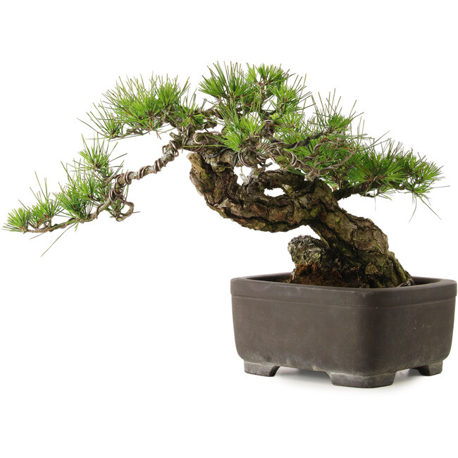 Pinus thunbergii, 75 cm, ± 40 ans, avec un nebari de 13 cm
