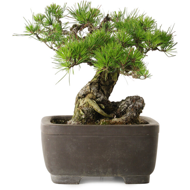 Pinus thunbergii, 75 cm, ± 40 years old, with a nebari of 13 cm