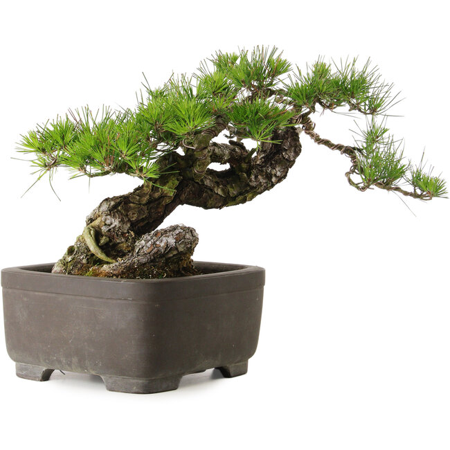 Pinus thunbergii, 75 cm, ± 40 years old, with a nebari of 13 cm