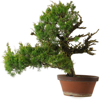 Juniperus chinensis Itoigawa, 65 cm, ± 30 jaar oud