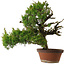 Juniperus chinensis Itoigawa, 65 cm, ± 30 Jahre alt