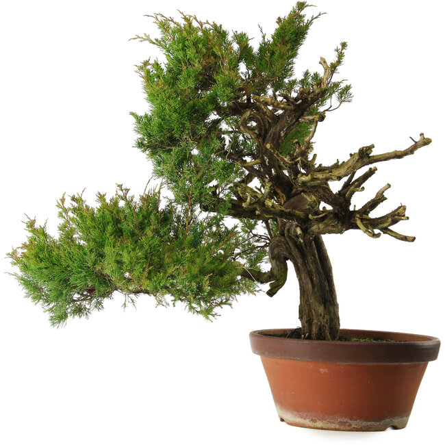 Juniperus chinensis Itoigawa, 65 cm, ± 30 jaar oud