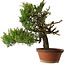 Juniperus chinensis Itoigawa, 65 cm, ± 30 jaar oud