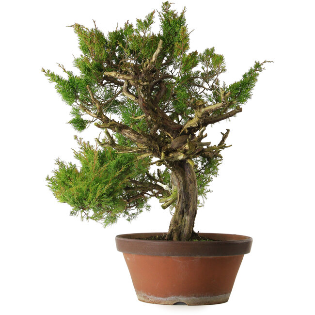 Juniperus chinensis Itoigawa, 65 cm, ± 30 jaar oud