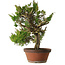 Juniperus chinensis Itoigawa, 65 cm, ± 30 anni