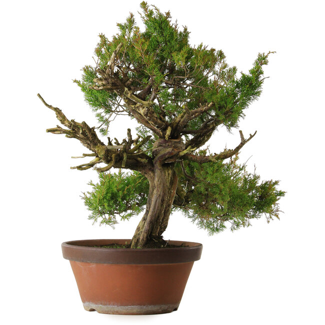 Juniperus chinensis Itoigawa, 65 cm, ± 30 anni