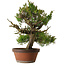 Juniperus chinensis Itoigawa, 65 cm, ± 30 anni