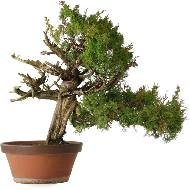 Juniperus chinensis Itoigawa, 65 cm, ± 30 años