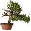 Juniperus chinensis Itoigawa, 65 cm, ± 30 anni