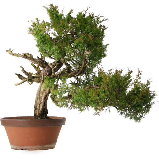 Juniperus chinensis Itoigawa, 65 cm, ± 30 años