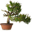 Juniperus chinensis Itoigawa, 65 cm, ± 30 years old