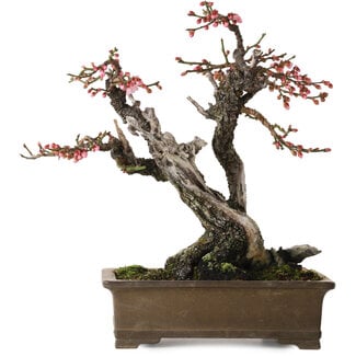 Prunus mume Yabai, 46 cm, ± 40 years old